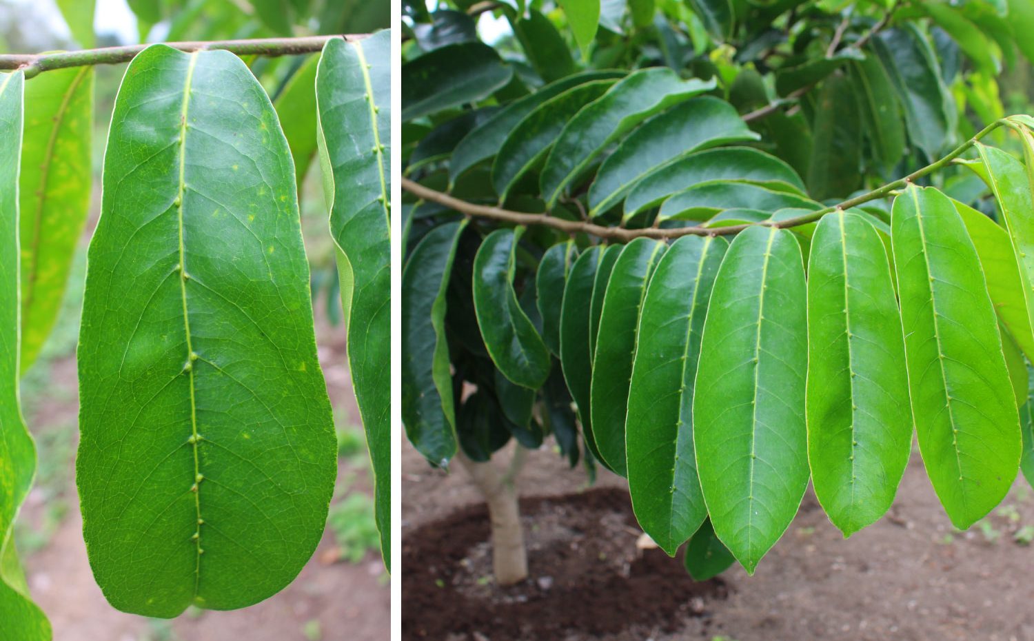 Los principales beneficios de la hoja de guanábana para tu salud